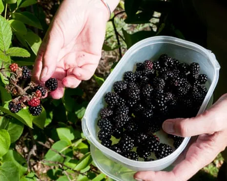 Seeking: Tasty Pastries to Put to Good Use a Glut of Homemade Jam